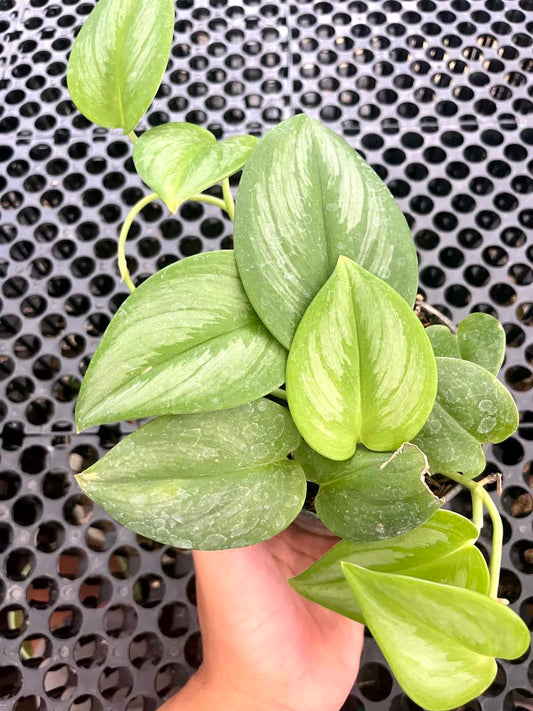 Scindapsus Treubii Moonlight