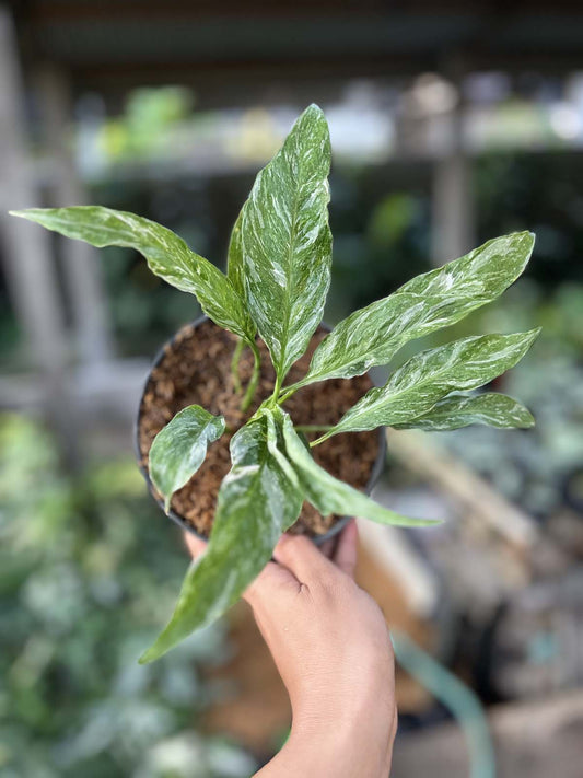 Spathiphyllum Domino