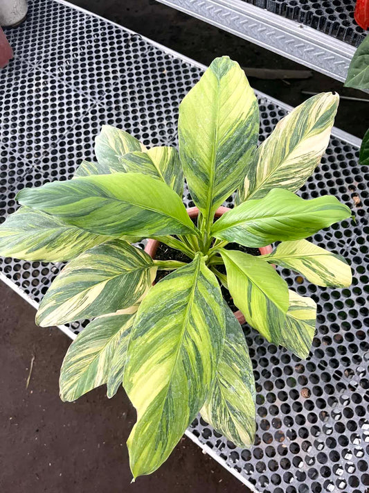 Spathiphyllum Sensation Variegated Mauna Loa