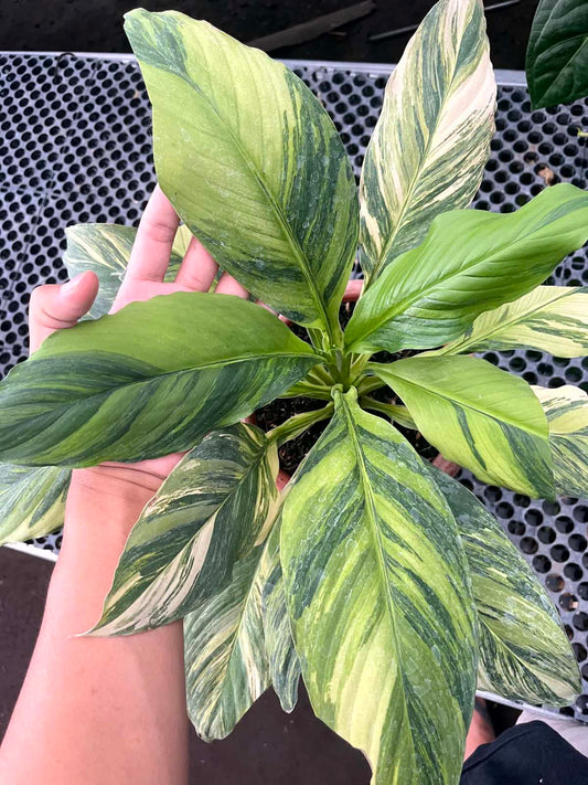 Spathiphyllum Sensation Variegated Mauna Loa