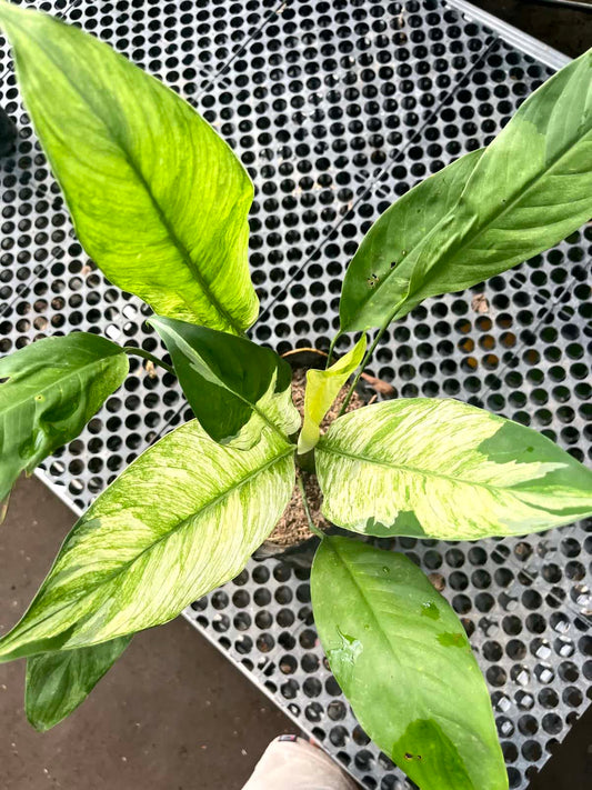 Spathiphyllum Peace Lily Var Medium