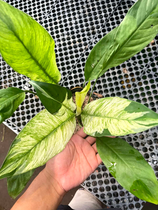 Spathiphyllum Peace Lily Var Medium