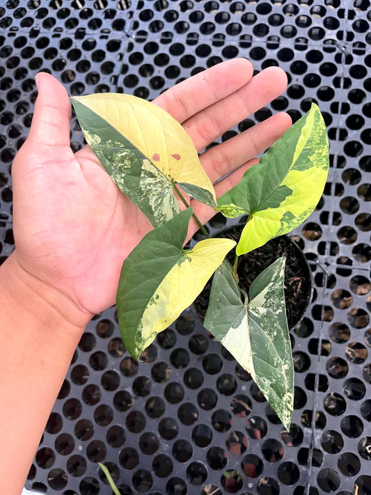 Syngonium Aurea Small