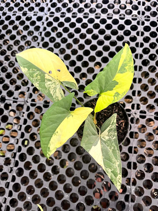 Syngonium Aurea Small