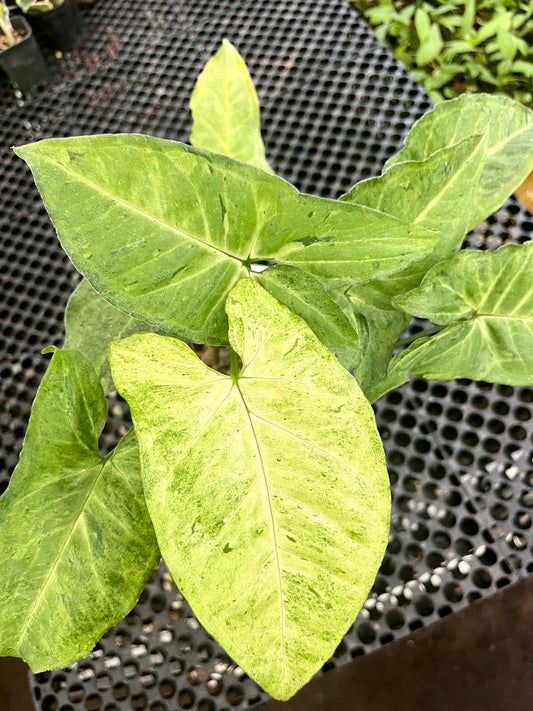 Syngonium Byrd Freckless Europe